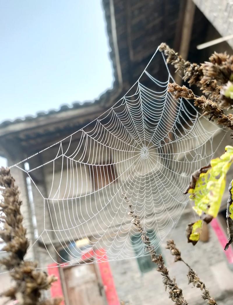 蜘蛛池网:揭秘搜索引擎排名背后的灰色产业链