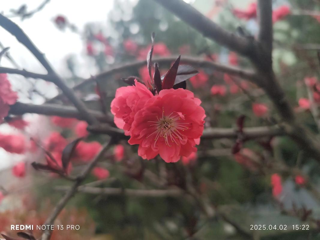 鬼叫春下载的相关介绍
