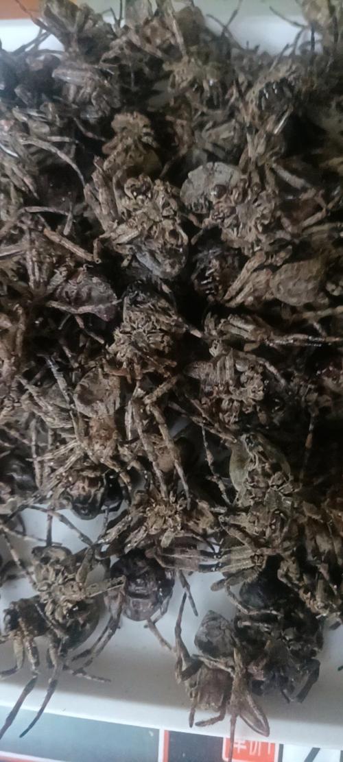 蜘蛛池秒收录：揭秘搜索引擎秒级抓取背后的技术逻辑