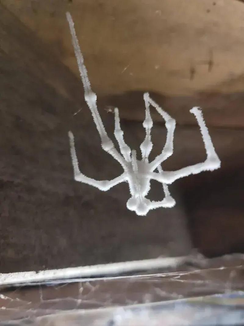自建蜘蛛池寄生虫泛滥成灾:隐蔽网络背后的黑色产业链调查