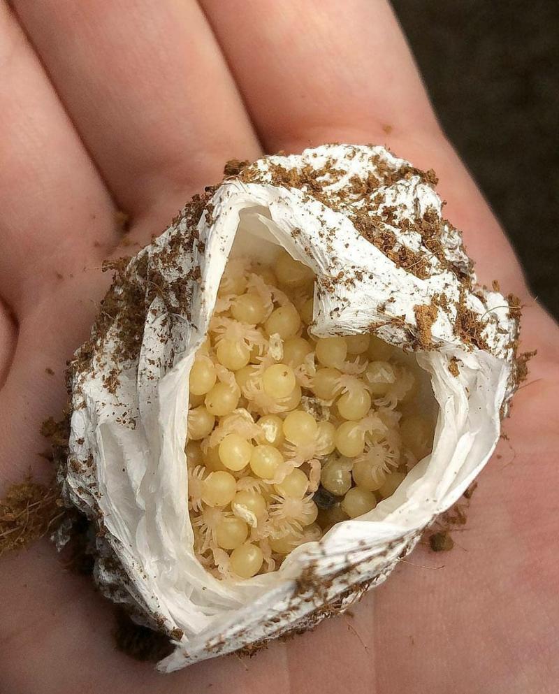 蜘蛛池“蜘蛛蛋”批量孵化:搜索引擎抓取生态遭灰色产业链侵蚀
