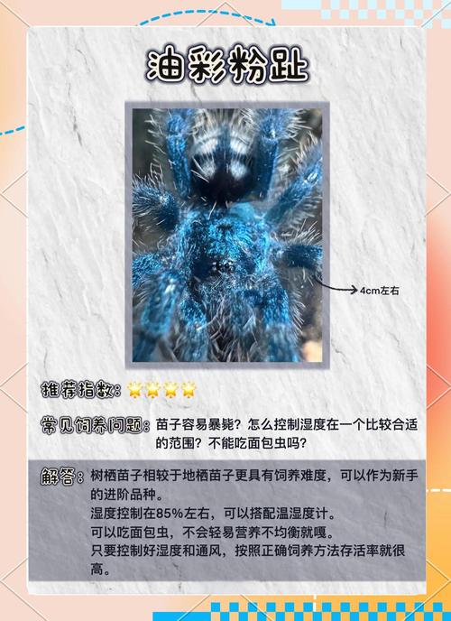 “如何养蜘蛛池”成热门搜索?专家提醒:别被“黑帽SEO”带偏了