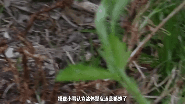 动态蜘蛛池技术革新:智能爬虫网络如何重塑搜索引擎优化生态