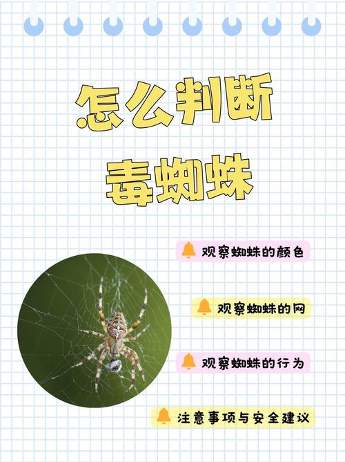 怎么引蜘蛛到蜘蛛池？3个实操方法让搜索引擎蜘蛛主动爬取