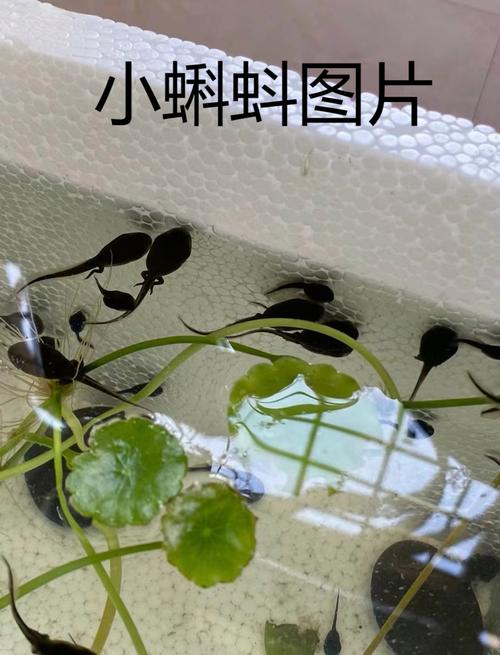 蜘蛛池小蝌蚪图片曝光：揭秘背后灰色产业链