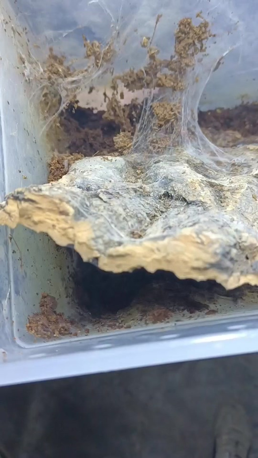 新西兰青少年在海口体验琼剧