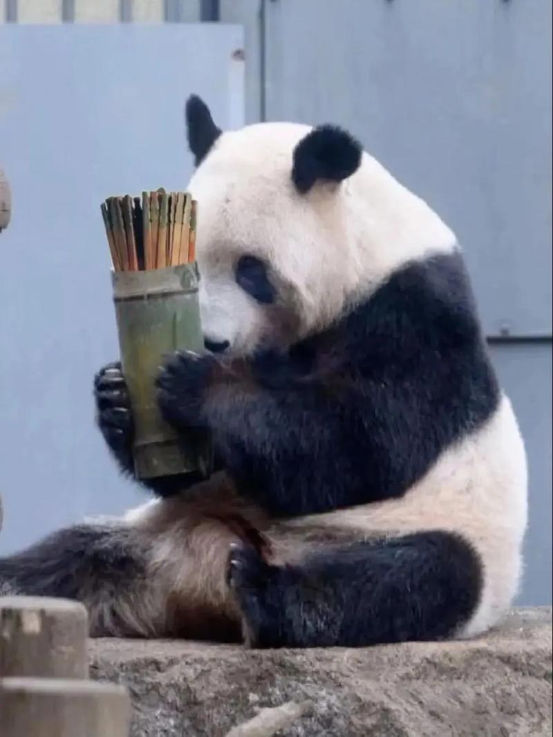 premierecs4下载的相关介绍