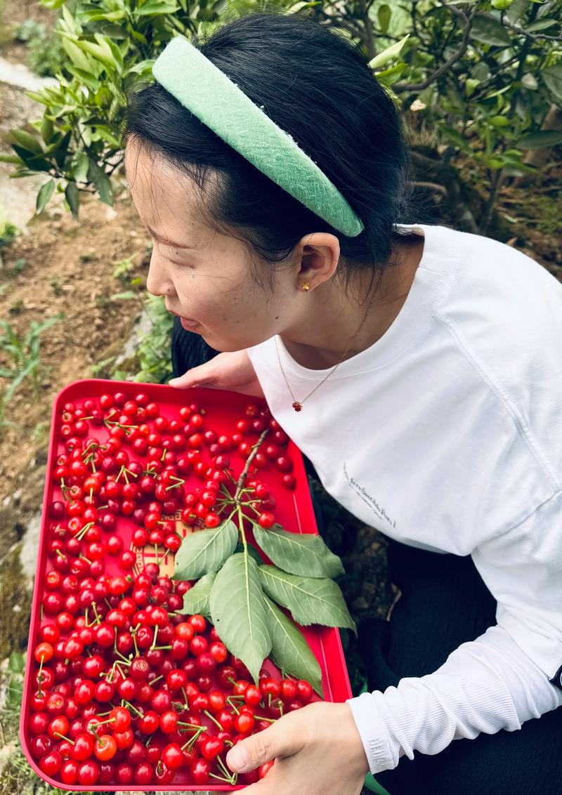 同级生下载的相关介绍