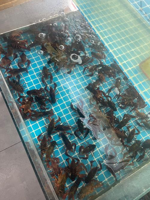 寄生虫蜘蛛池排名黑色产业链调查:谁在操控搜索引擎的“隐形推手”