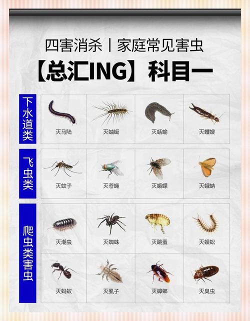 蜘蛛池出租打广告的相关介绍