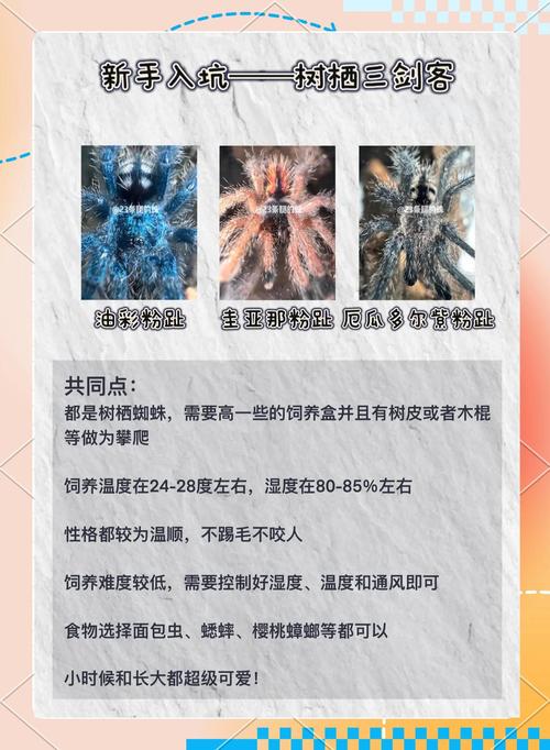 蜘蛛池的致命缺陷:为何它成为SEO中的高风险策略