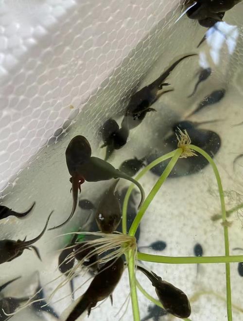 蜘蛛池小蝌蚪图片曝光：揭秘背后灰色产业链