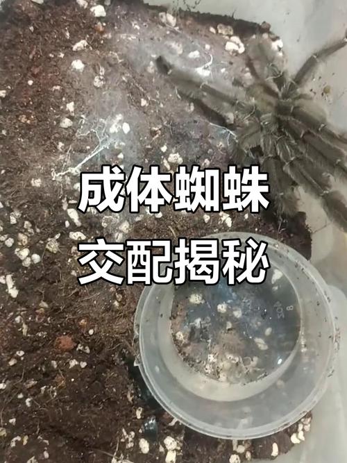 蜘蛛池引蜘蛛实战:3天让搜索引擎蜘蛛爬满你的网站