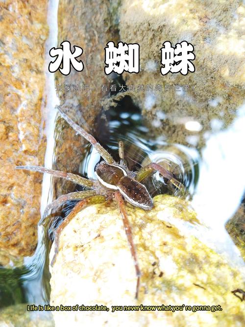 “蜘蛛池是什么东西”图片引热议:揭秘搜索引擎背后的灰色产业链