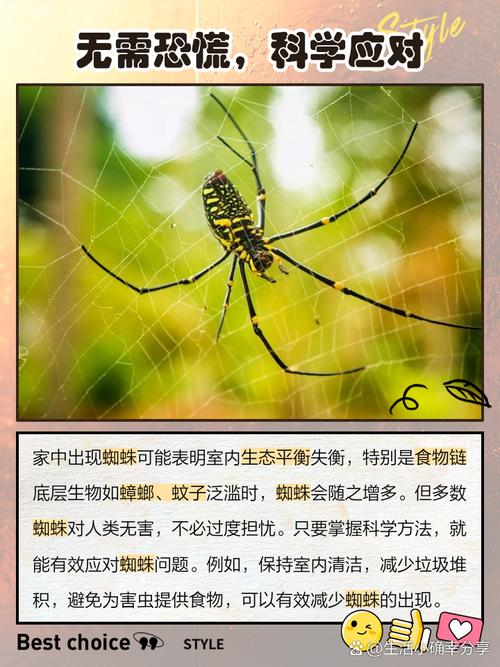 蜘蛛池“空巢”危机:没有蜘蛛爬行,SEO优化该如何破局?