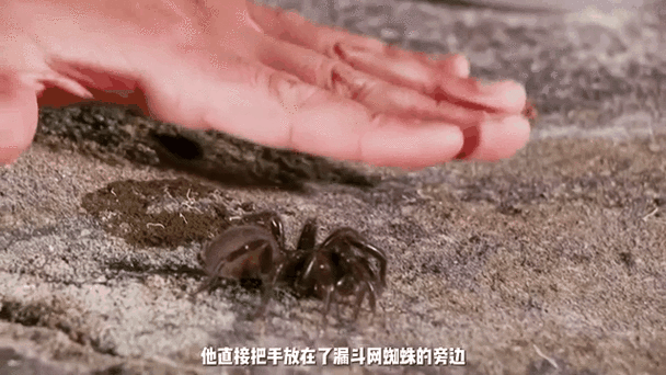 动态蜘蛛池技术革新:智能爬虫网络如何重塑搜索引擎优化生态