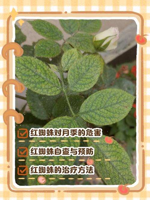 红蜘蛛池效果怎么样？实测数据与用户反馈揭秘