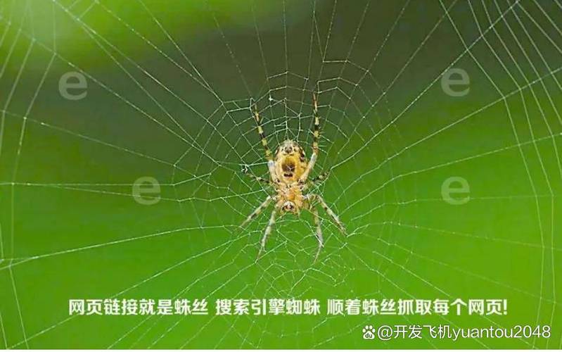 外推蜘蛛池留痕技术深度解析：如何实现高效收录与排名提升