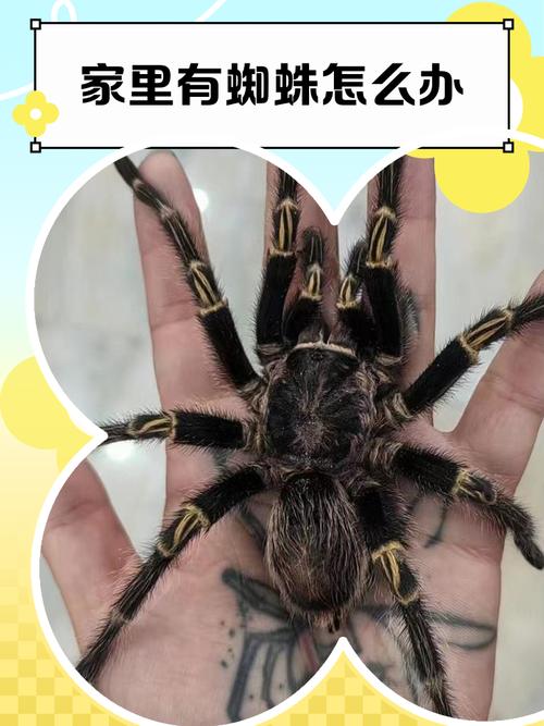 seo推广蜘蛛池的相关介绍