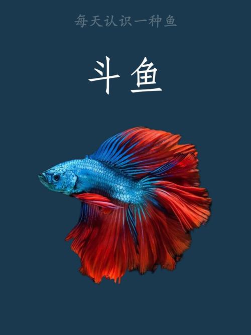 死神来了3下载的相关介绍