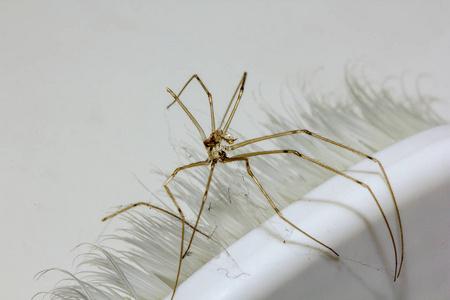 蜘蛛池一般多少蜘蛛死?揭秘背后真相