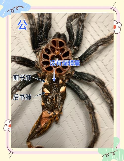 《寄生虫蜘蛛池区别何在？一文读懂两大黑帽SEO手法核心差异》