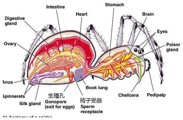 蜘蛛池结构图曝光:黑帽SEO如何用万站矩阵操控搜索排名