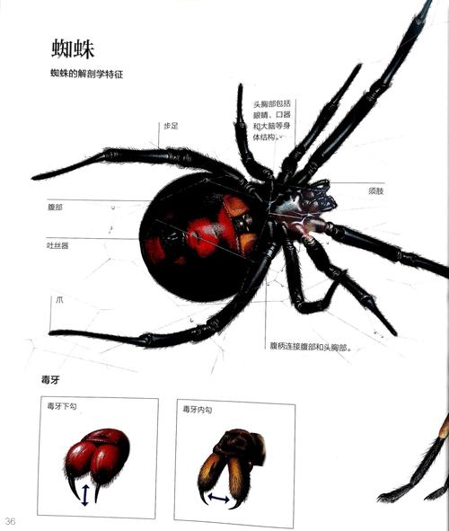 蜘蛛池结构图曝光:黑帽SEO如何用万站矩阵操控搜索排名