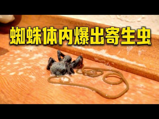 自建蜘蛛池寄生虫泛滥成灾:隐蔽网络背后的黑色产业链调查