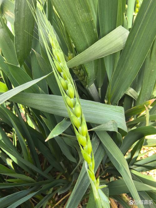 蜘蛛池免费版实测：三天收录破万，是神器还是陷阱？