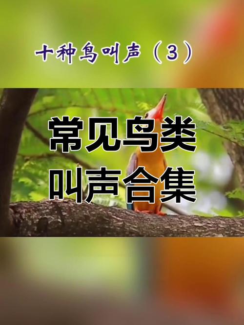唐朝豪放女下载的相关介绍