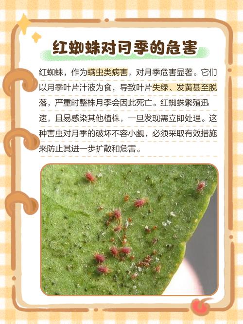 警惕“无名蜘蛛池程序破解版”暗藏法律风险与安全隐患