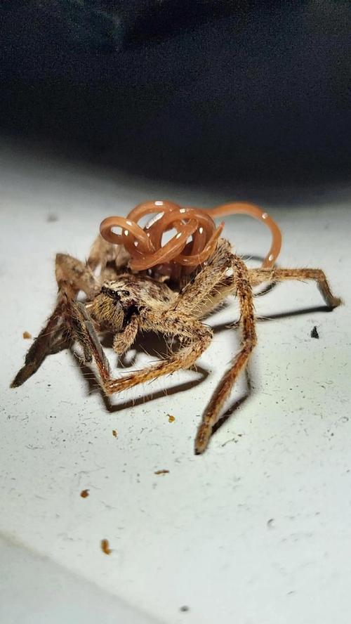 自建蜘蛛池寄生虫泛滥成灾:隐蔽网络背后的黑色产业链调查