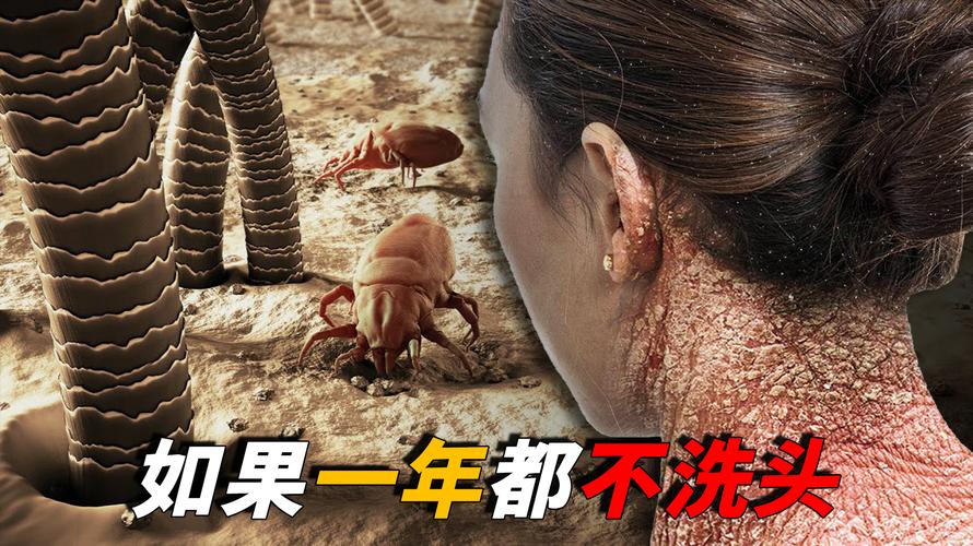 内蒙古百度蜘蛛池出租市场乱象调查：高权重背后暗藏风险