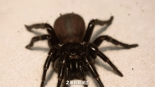 动态蜘蛛池技术革新:智能爬虫网络如何重塑搜索引擎优化生态
