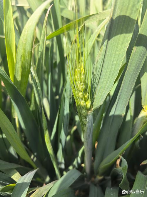 红蜘蛛池在哪里看蜘蛛？实测有效的方法与避坑指南