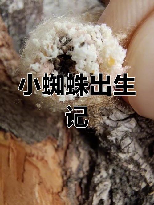蜘蛛池“蜘蛛蛋”批量孵化:搜索引擎抓取生态遭灰色产业链侵蚀