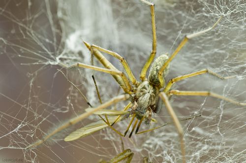 寄生虫“不要蜘蛛池”引发生物学新讨论
