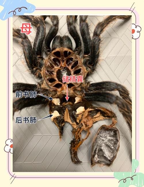 《寄生虫蜘蛛池区别何在？一文读懂两大黑帽SEO手法核心差异》
