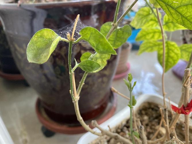 红蜘蛛池建立:高效引蜘蛛实战指南