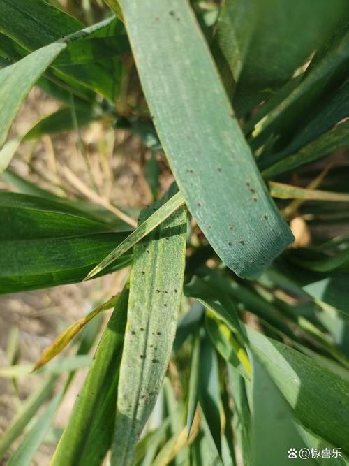 红蜘蛛池在哪里看蜘蛛？实测有效的方法与避坑指南