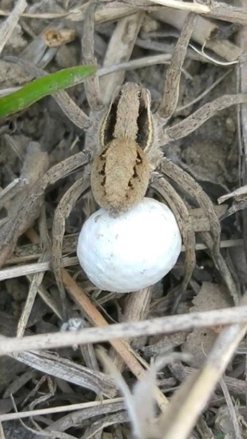 蜘蛛池“蜘蛛蛋”批量孵化:搜索引擎抓取生态遭灰色产业链侵蚀