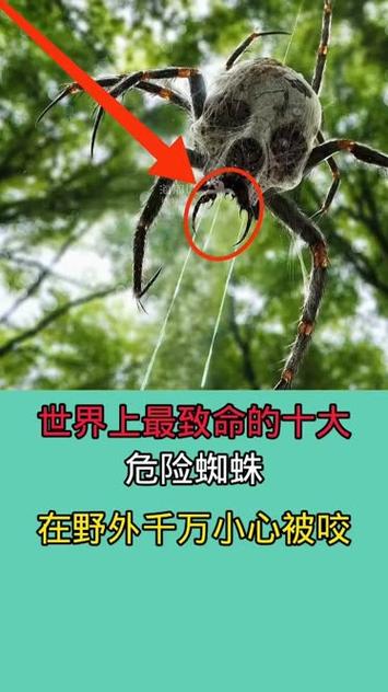 蜘蛛池最怕什么虫？揭秘让百万蜘蛛瞬间“团灭”的隐形杀手——线虫