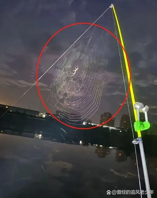 “蜘蛛池是什么样的鱼”引发热议:专家详解这一奇特鱼类真面目
