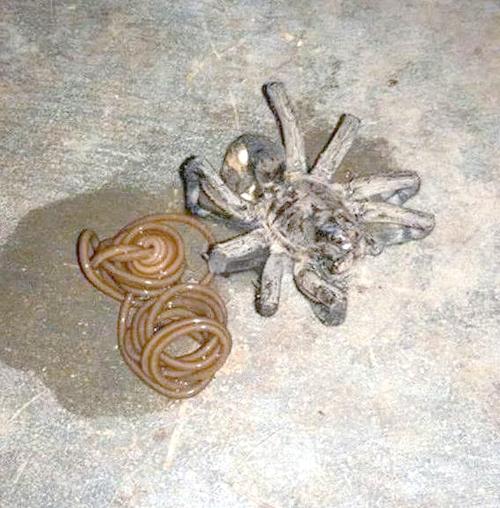 搜狗收录蜘蛛池寄生虫泛滥：站长亲述流量暴涨背后的灰色产业链