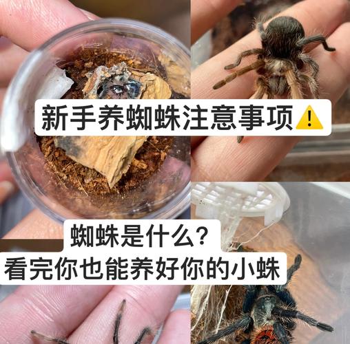 蜘蛛池养蜘蛛成灰色产业链新宠，批量养殖背后暗藏流量黑产